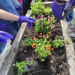 8 - Dzieci wykopują dołki_ wsadzają kwiaty i przysypują ziemią korzenie.jpg
