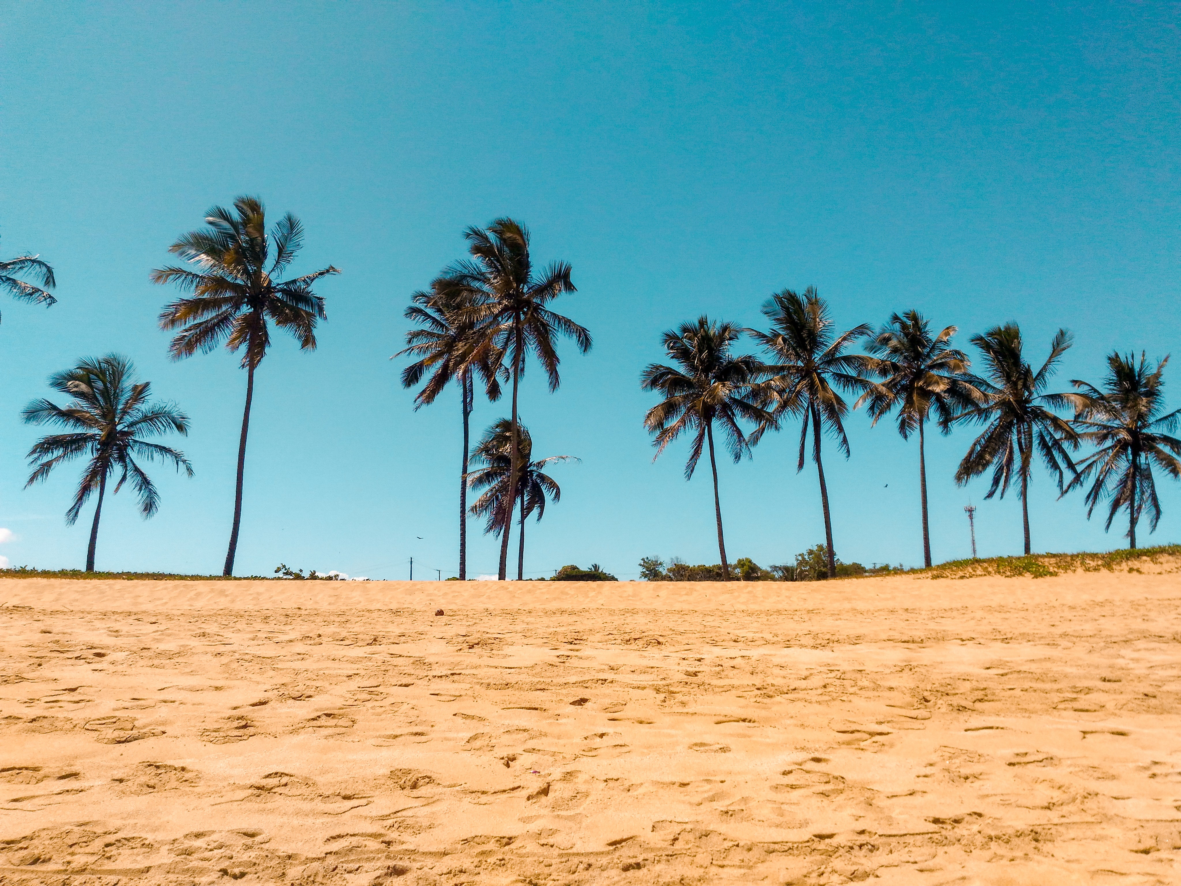 palmy na plaży.jpg