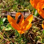 7 - Żołte krokusy z pszczołami.jpg