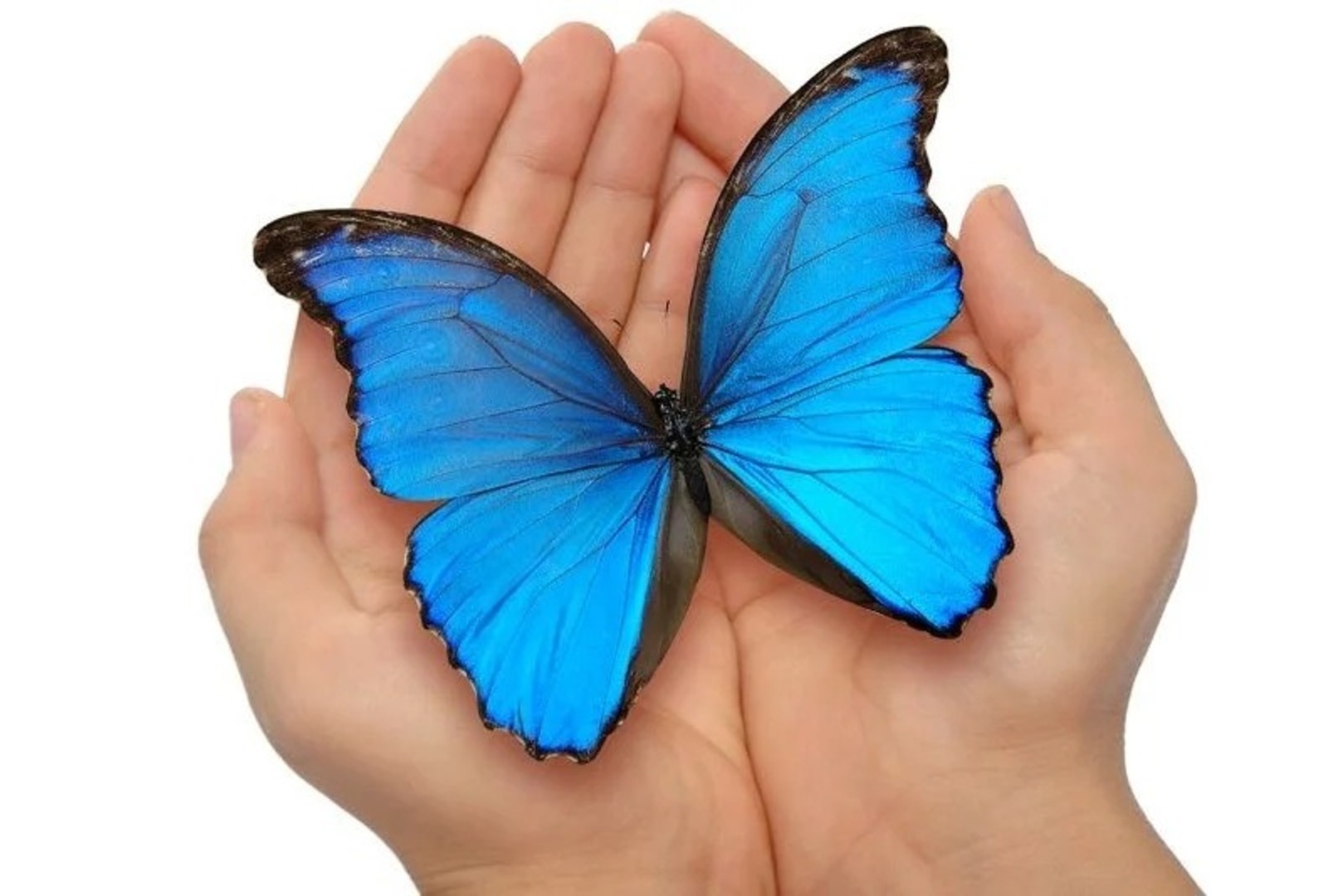Niebieski motyl.jpg
